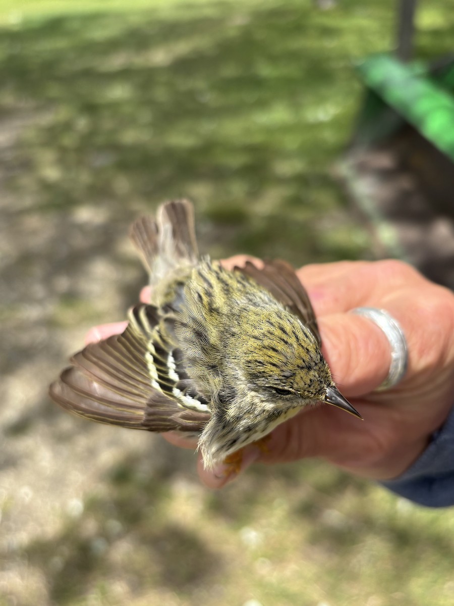 Blackpoll Warbler - ML637681323