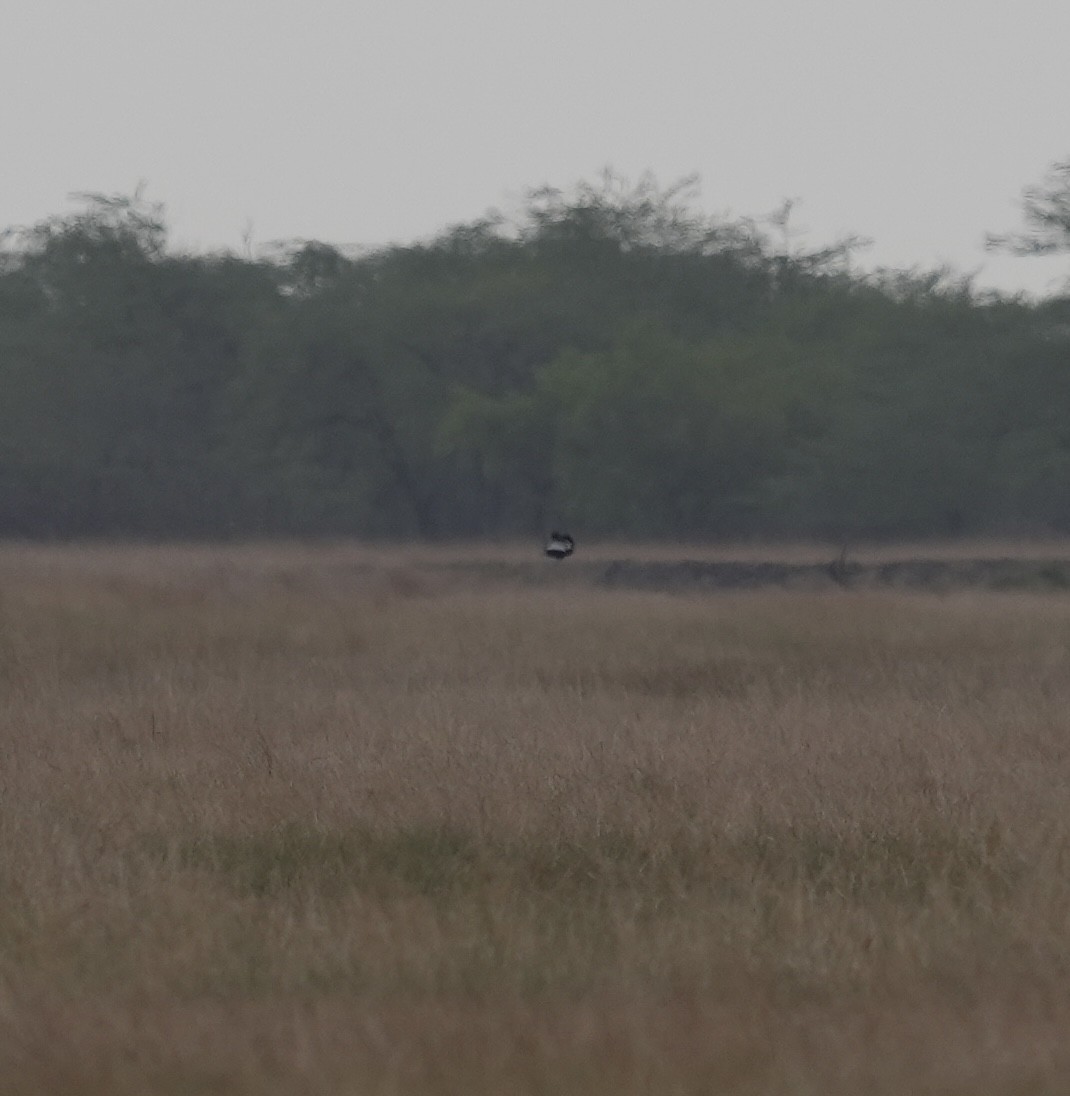 Lesser Florican - ML637681384