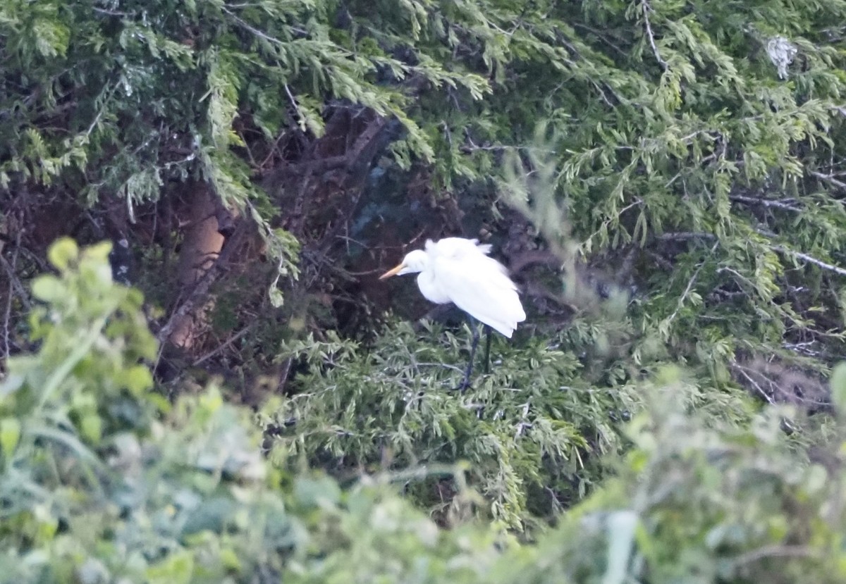 Yellow-billed Egret - ML637681386
