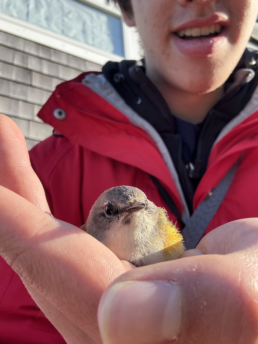 American Redstart - ML637681391