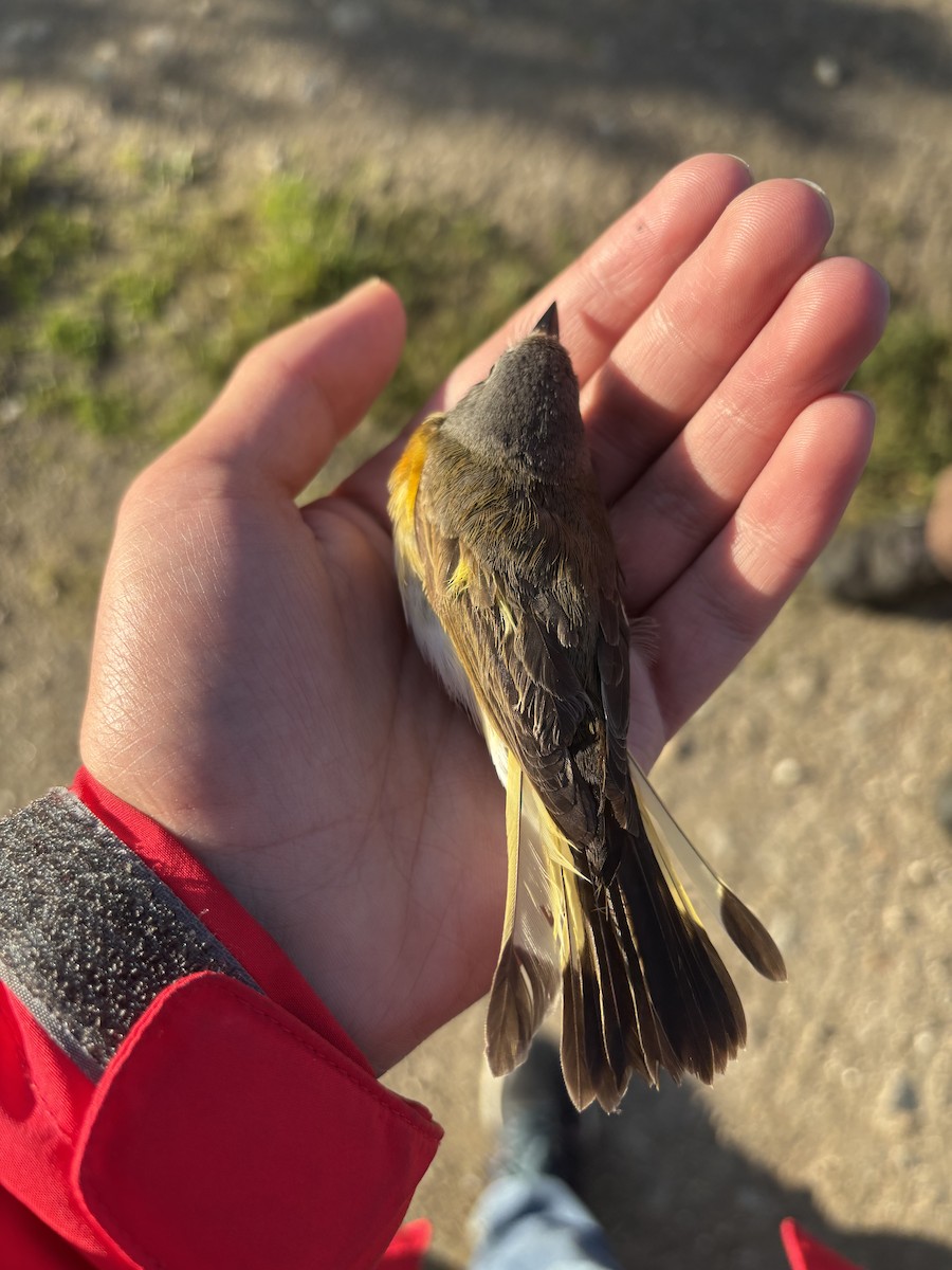 American Redstart - ML637681393