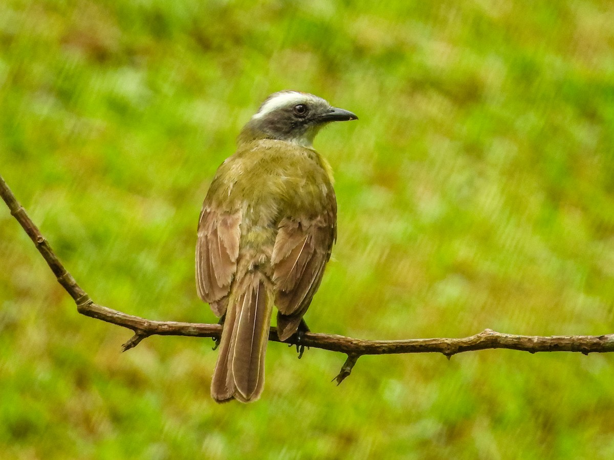 Social Flycatcher - ML637681428