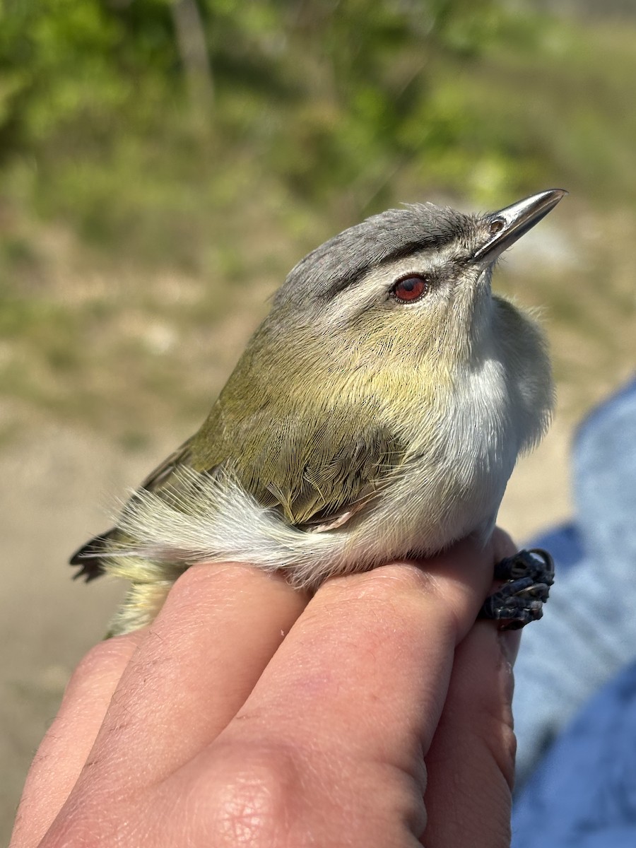 Red-eyed Vireo - ML637681449