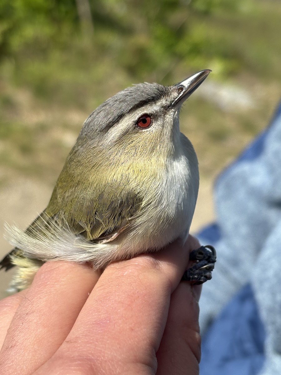 Red-eyed Vireo - ML637681450