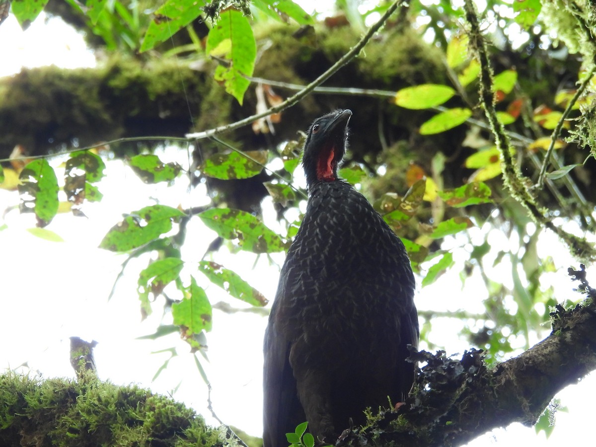 Cauca Guan - ML637681519