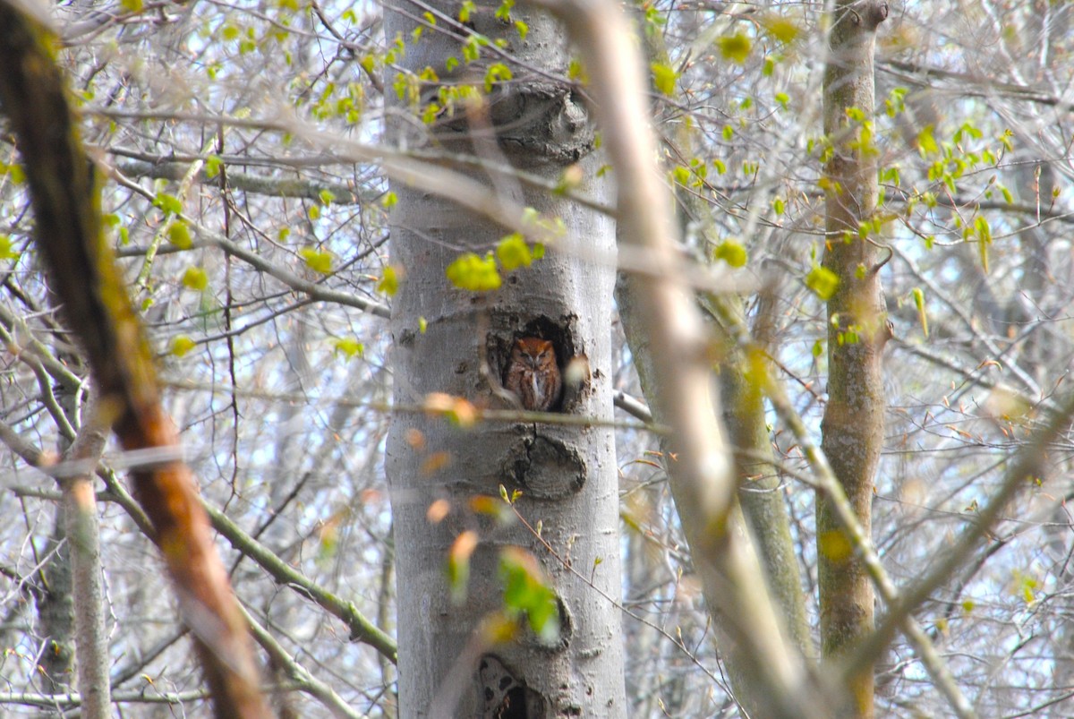 Eastern Screech-Owl - ML637681533