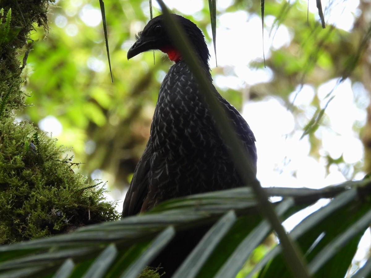 Cauca Guan - ML637681535