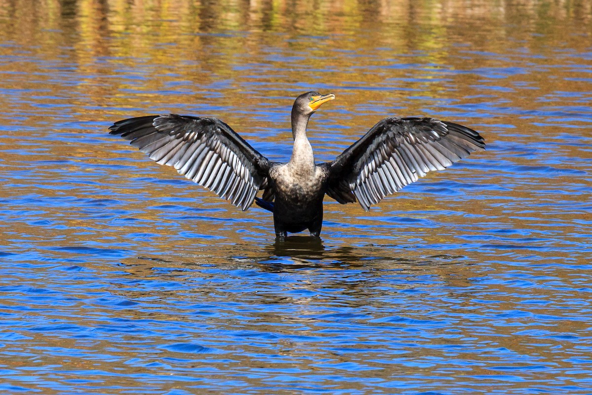 Double-crested Cormorant - ML637681536