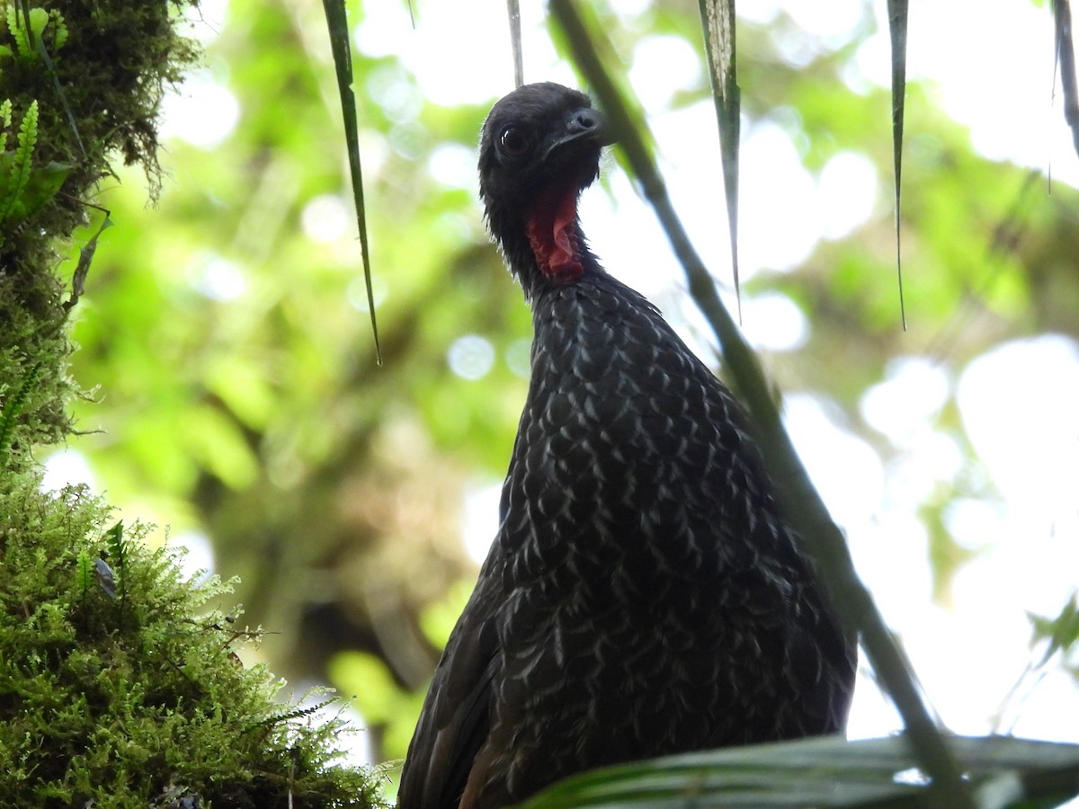 Cauca Guan - ML637681542