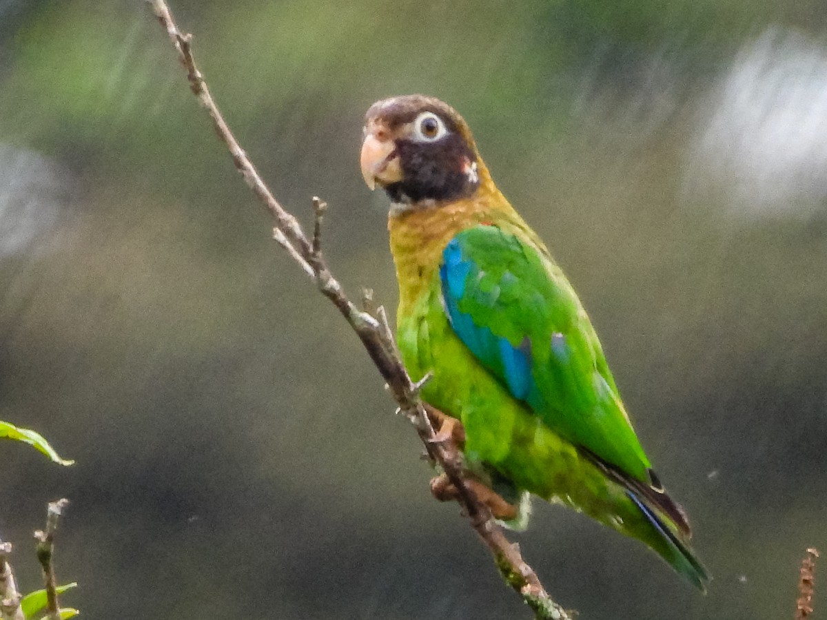 Brown-hooded Parrot - ML637681593