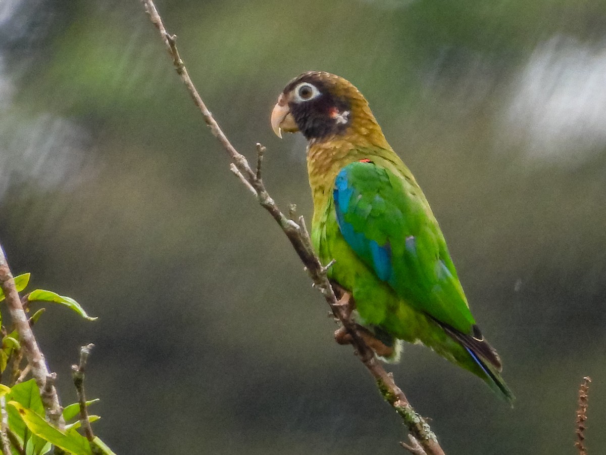 Brown-hooded Parrot - ML637681594