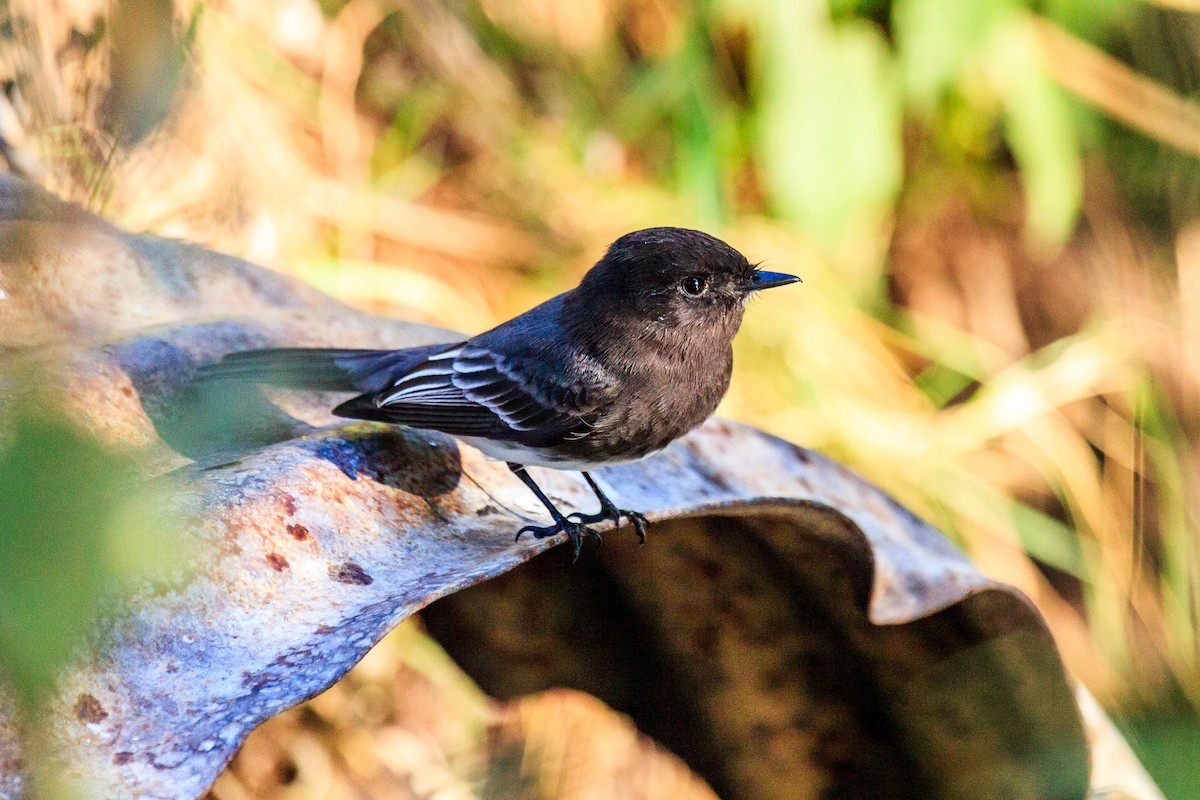 Black Phoebe - ML637681690