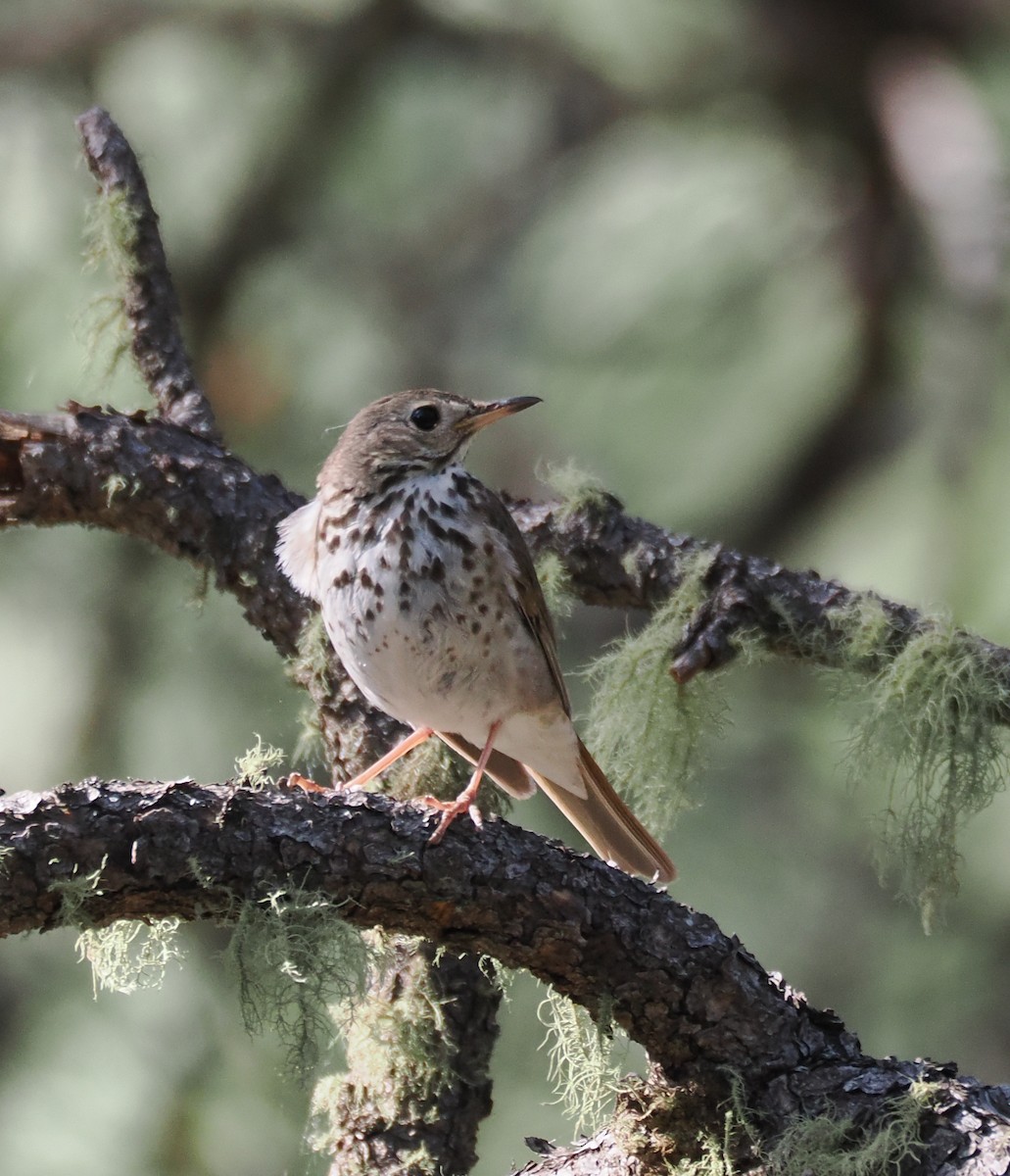 Hermit Thrush - ML637681703