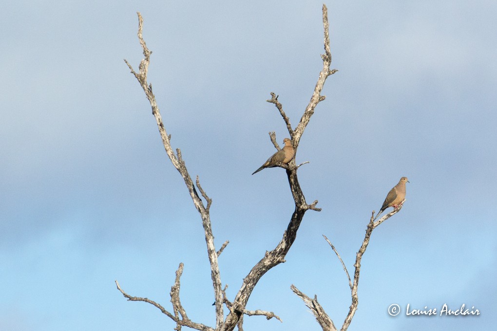 Mourning Dove - ML63768171