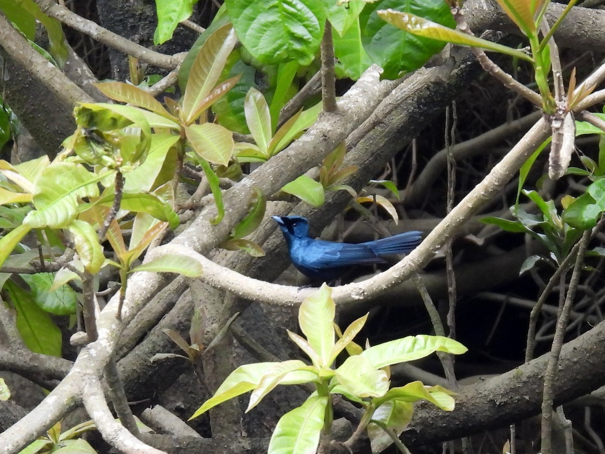 Shining Flycatcher - ML637681721