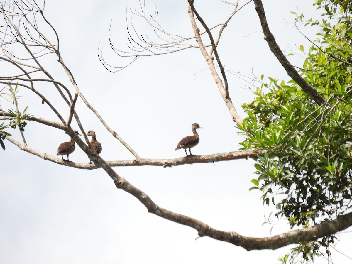 Spotted Whistling-Duck - ML637681775