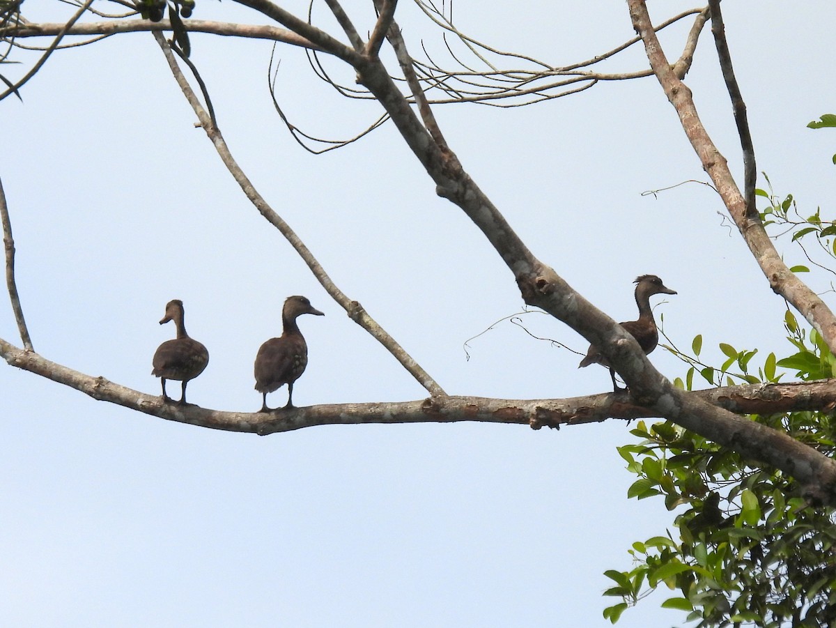 Spotted Whistling-Duck - ML637681776