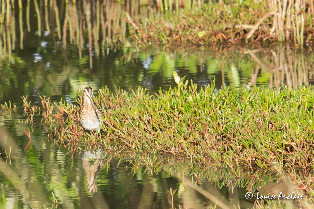 Wilson's Snipe - ML63768191