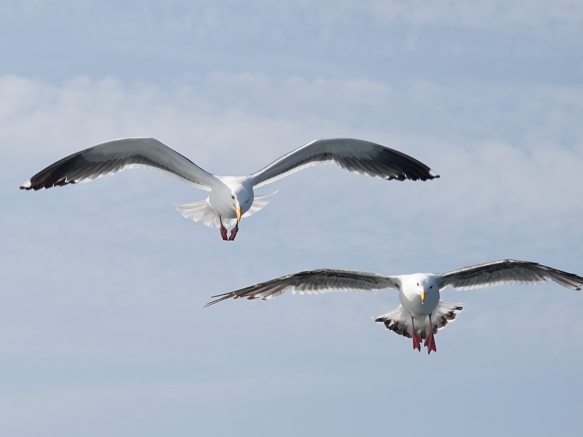 Western Gull - ML637682033