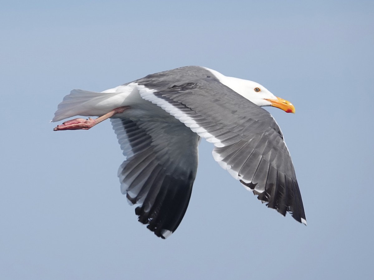 Western Gull - ML637682034