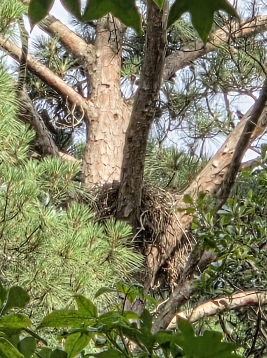 Red-shouldered Hawk - ML637682049
