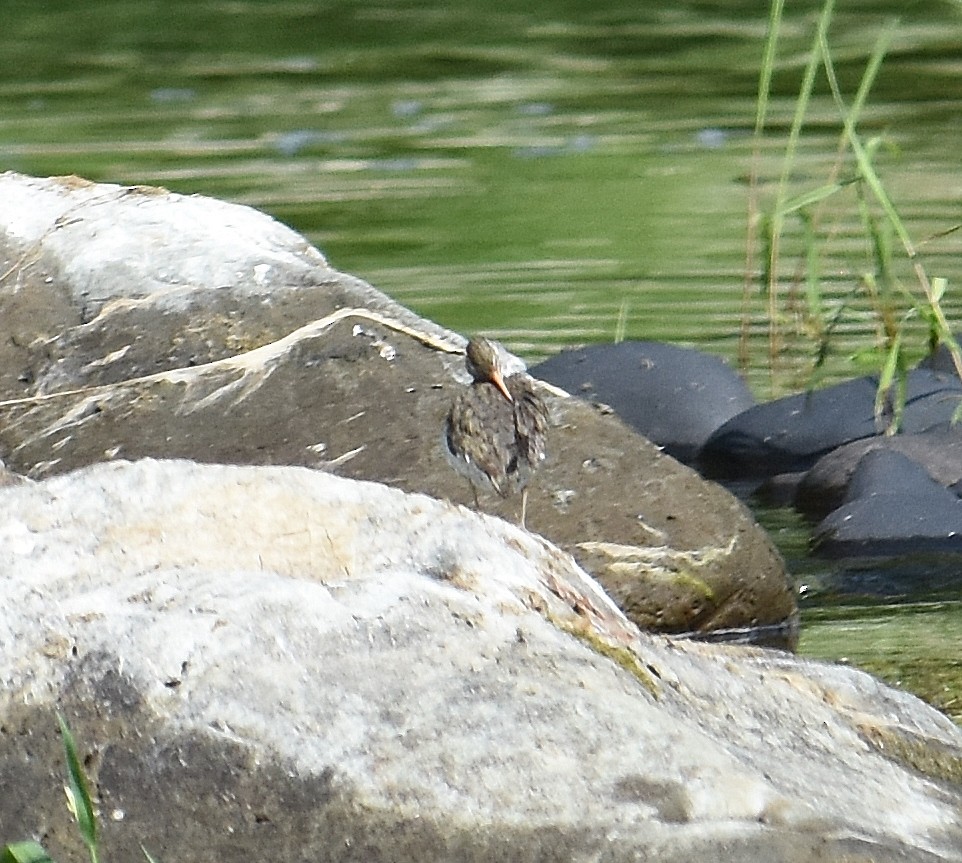 Spotted Sandpiper - ML637682072