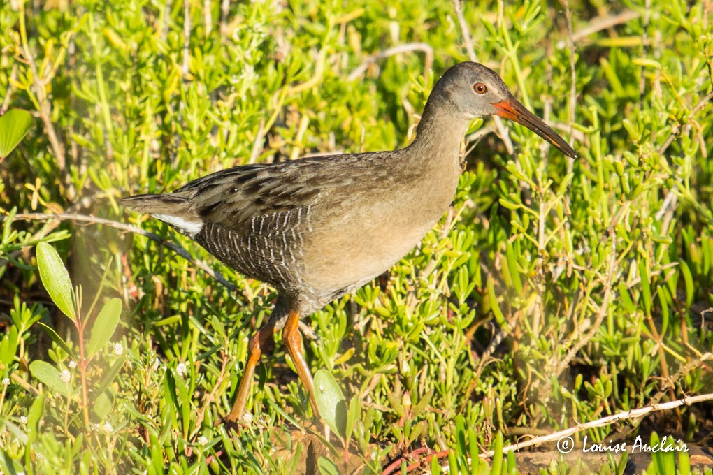 Clapper Rail - Louise Auclair