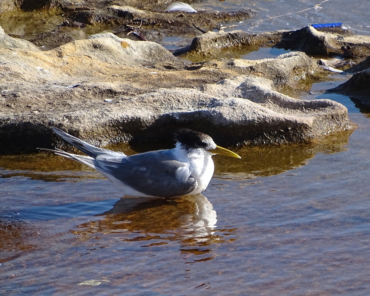 Great Crested Tern - ML637682158