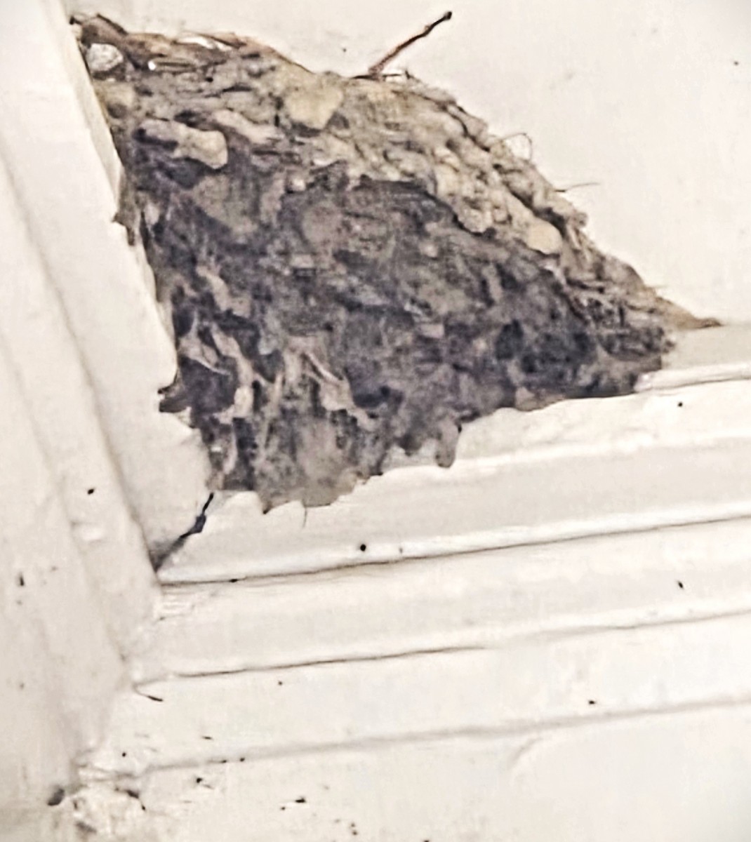 Rondine - ML637682200