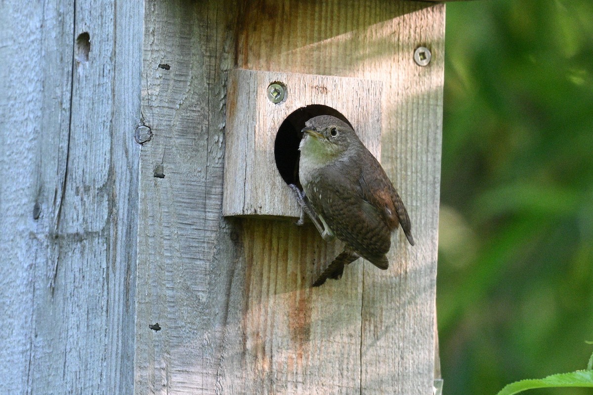 Northern House Wren - ML637682238
