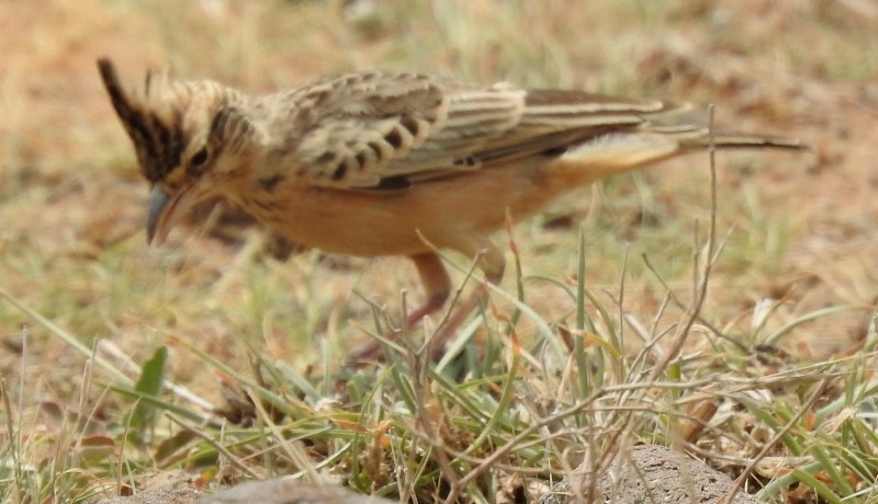 Deva Toygarı - ML637682261