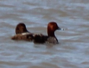 Redhead - ML637682265