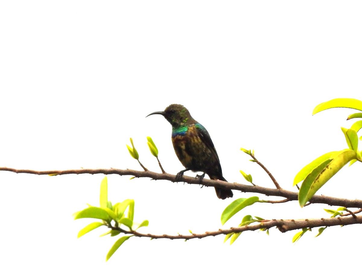 Marico Sunbird - ML637682299