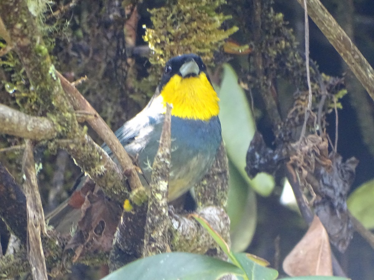Purplish-mantled Tanager - ML637682307