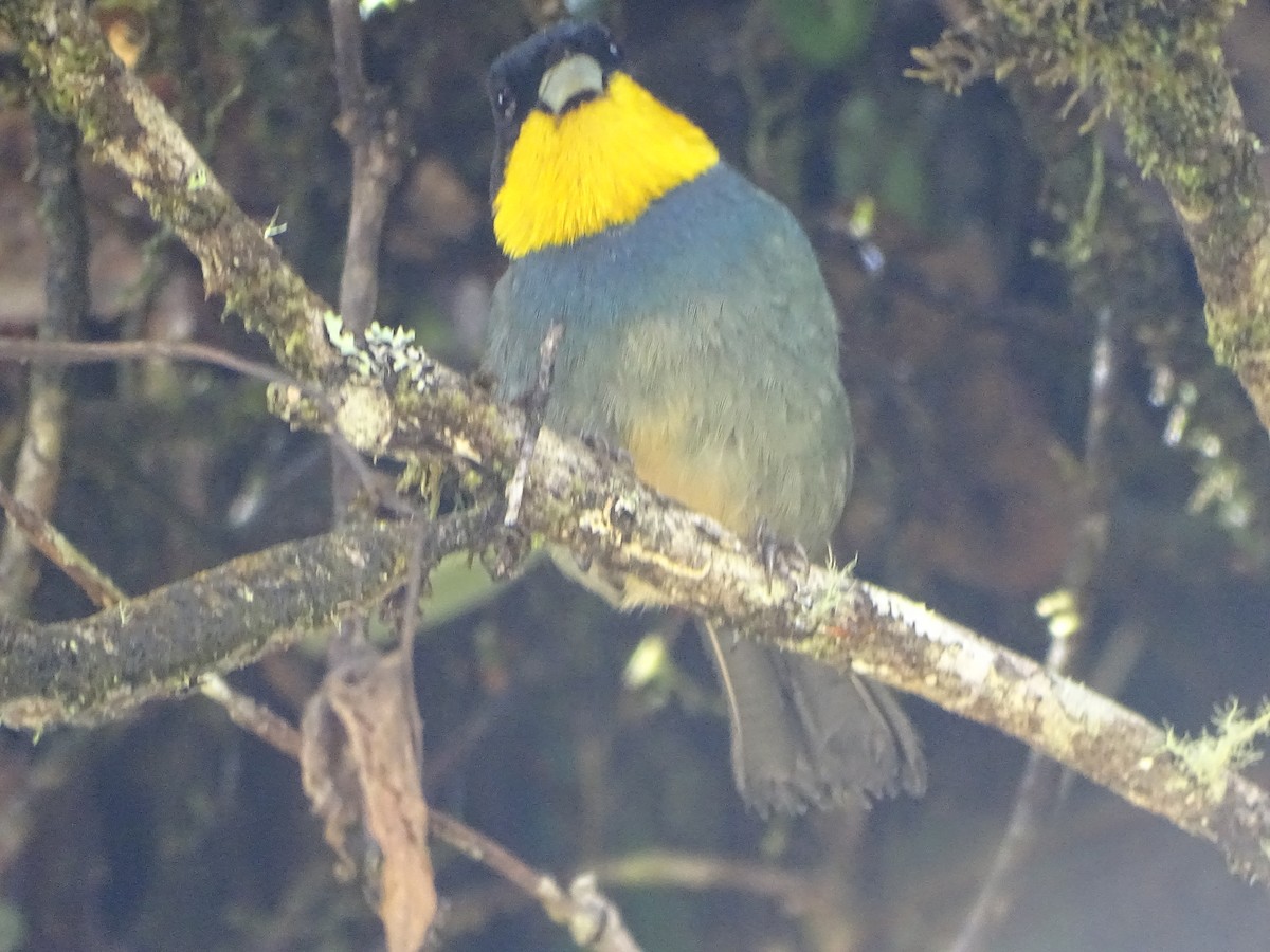 Purplish-mantled Tanager - ML637682308