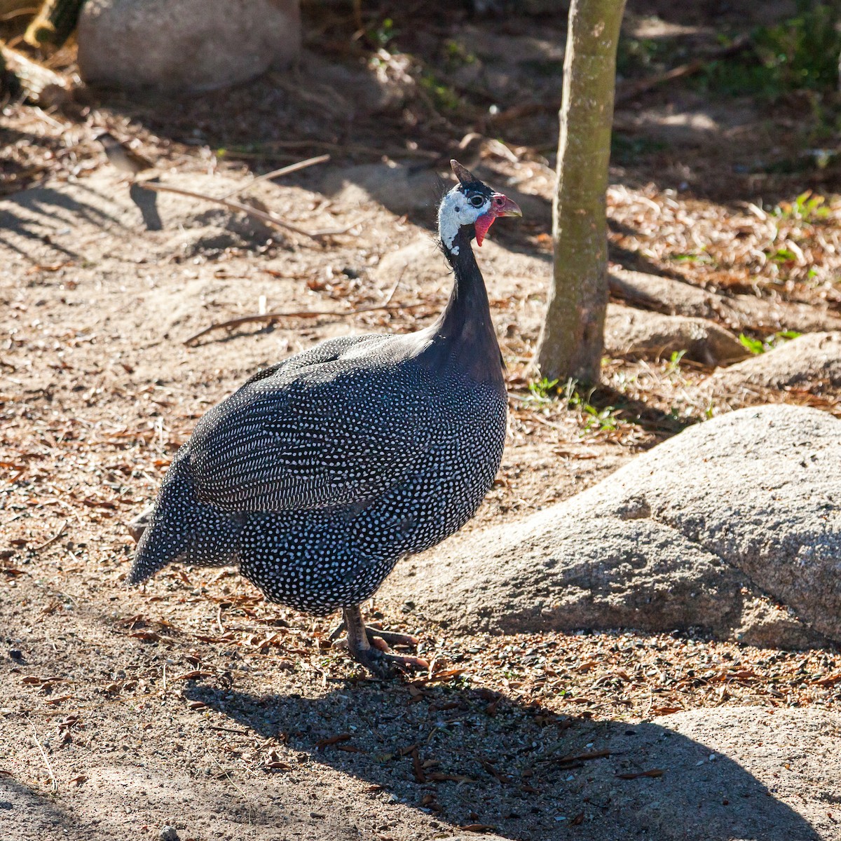 Helmeted Guineafowl (Domestic type) - ML637682315