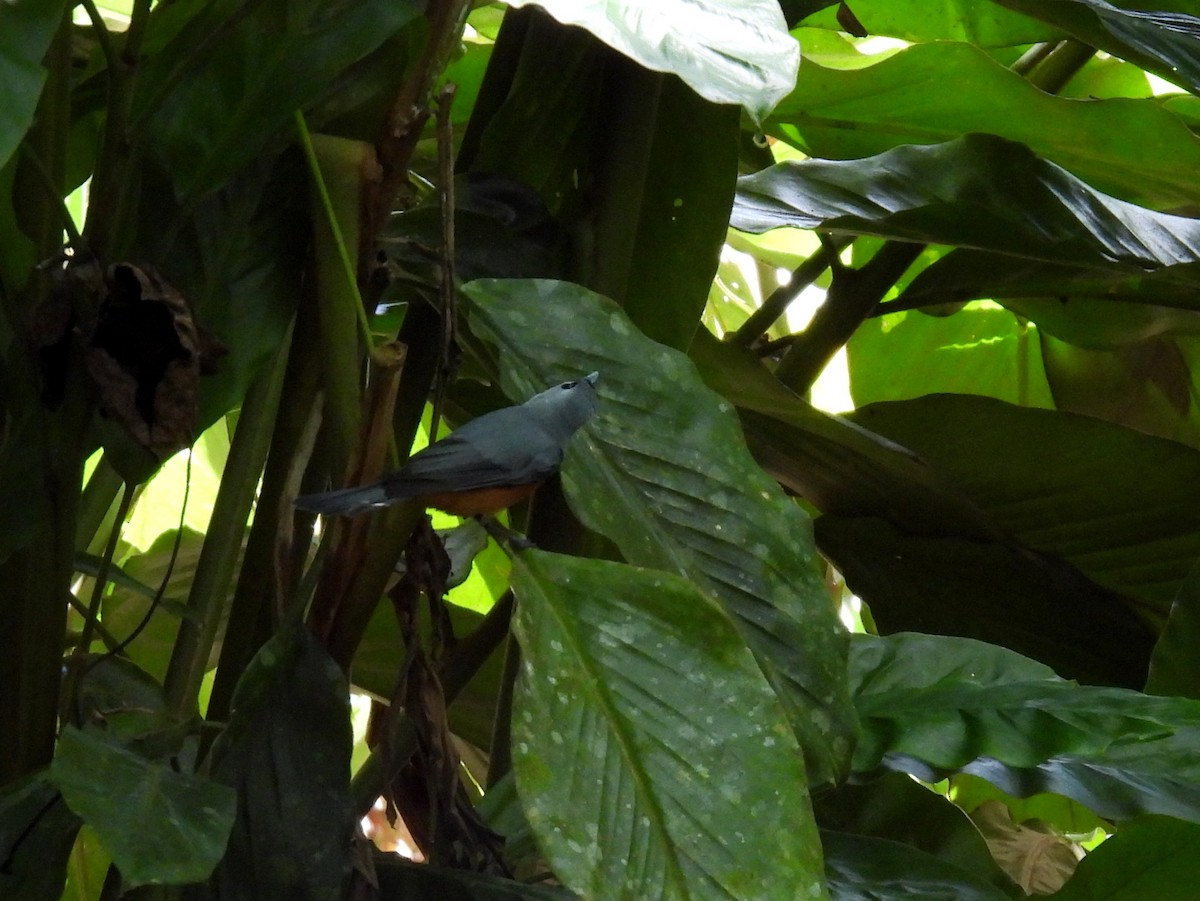 Black-faced Monarch - ML637682344