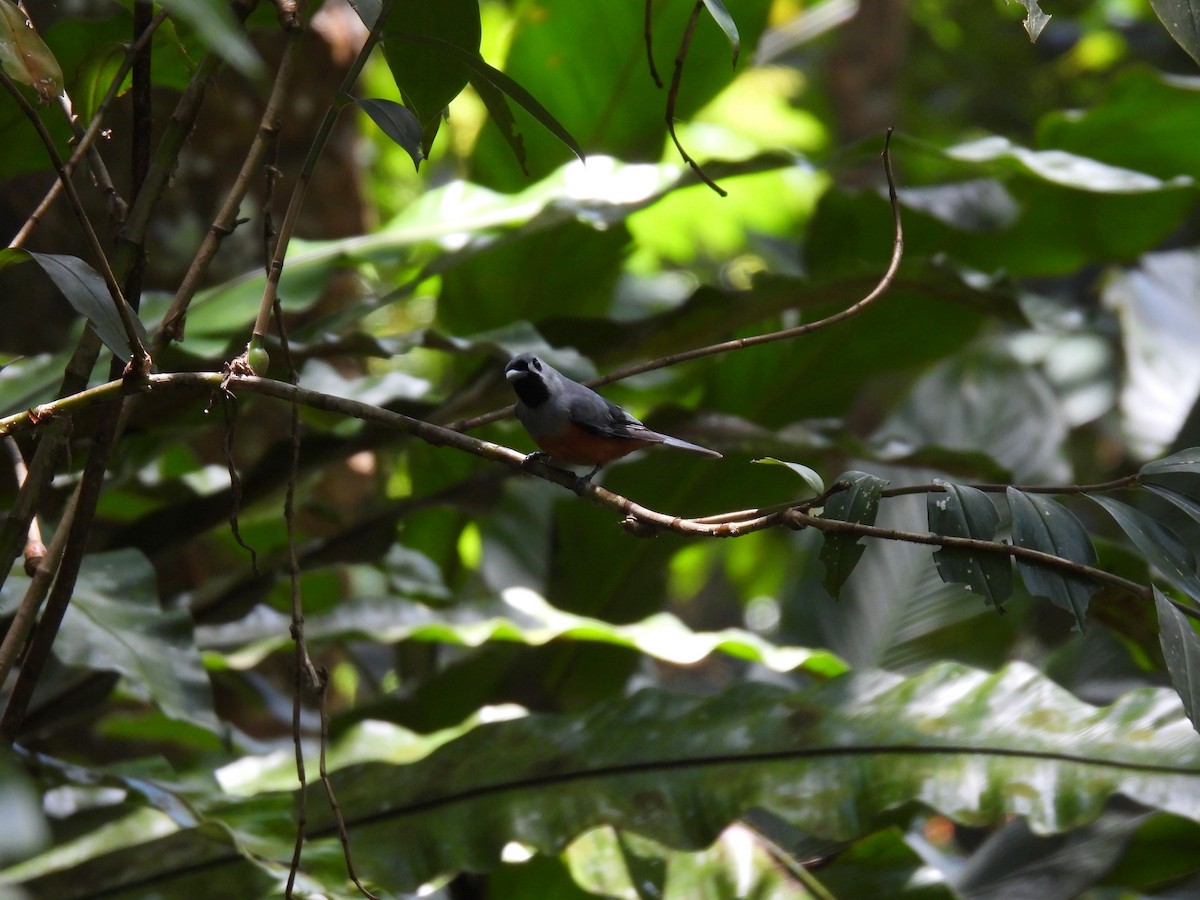 Black-faced Monarch - ML637682348