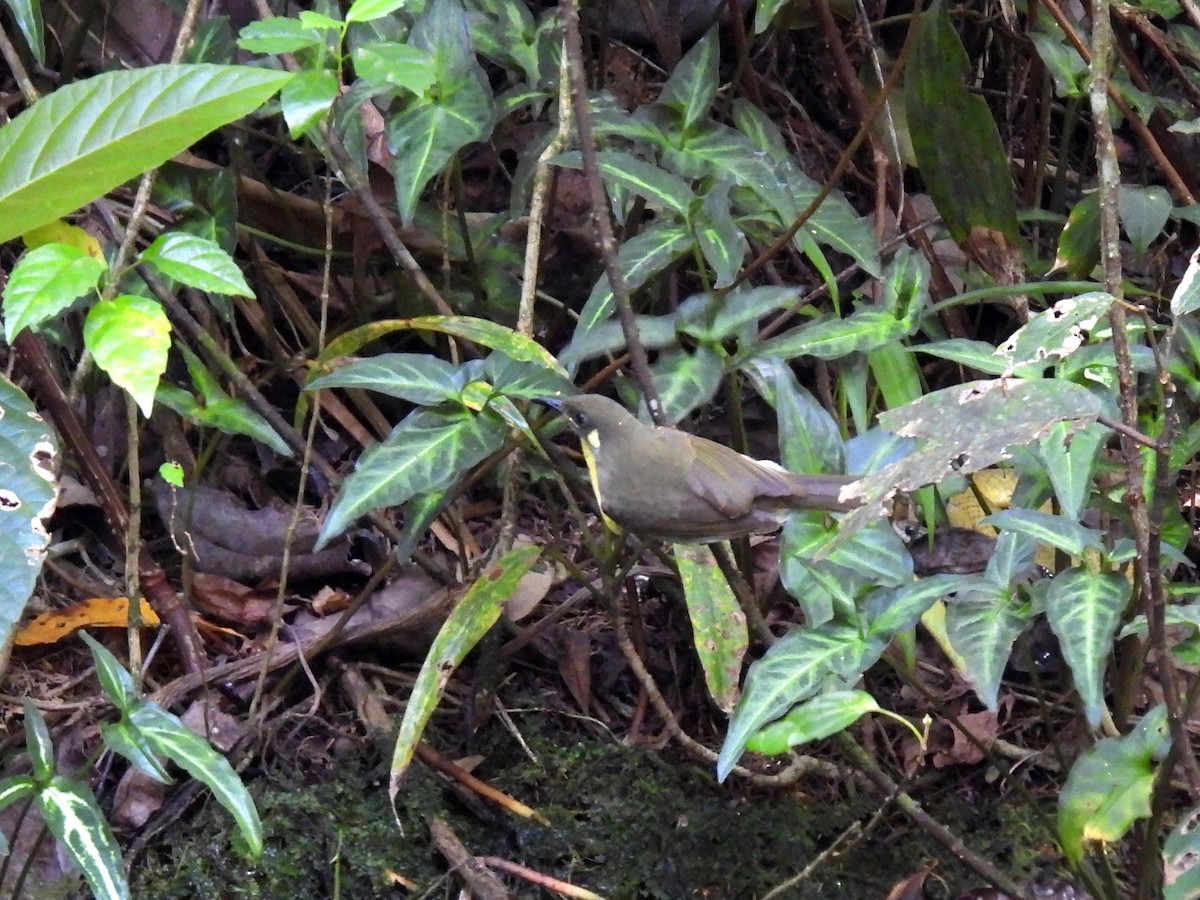 Cryptic Honeyeater - ML637682358