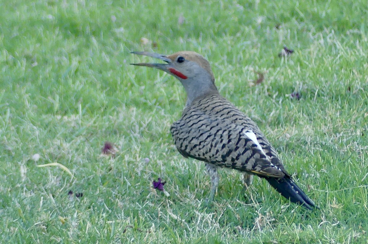 Gilded Flicker - ML637682373