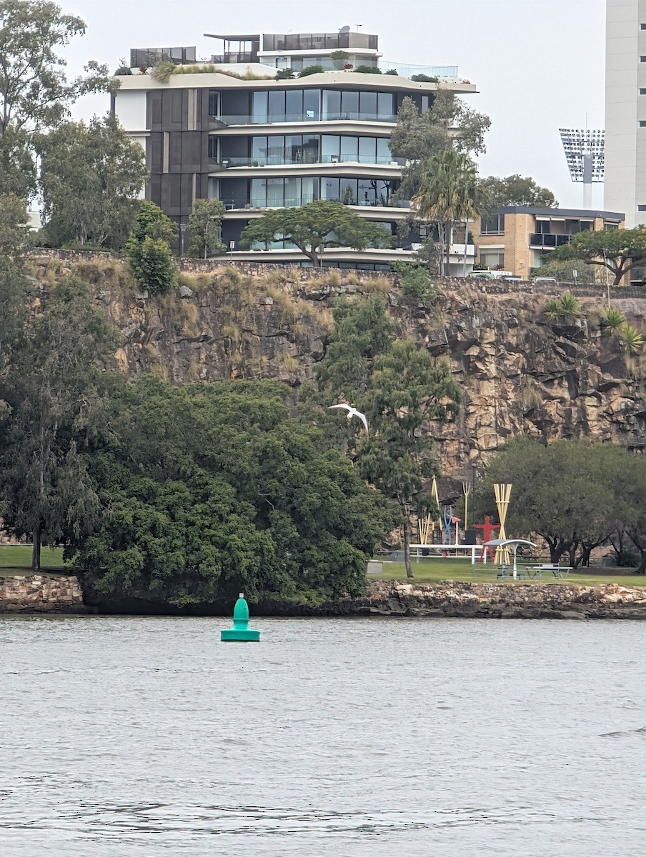 tern sp. - ML637682379