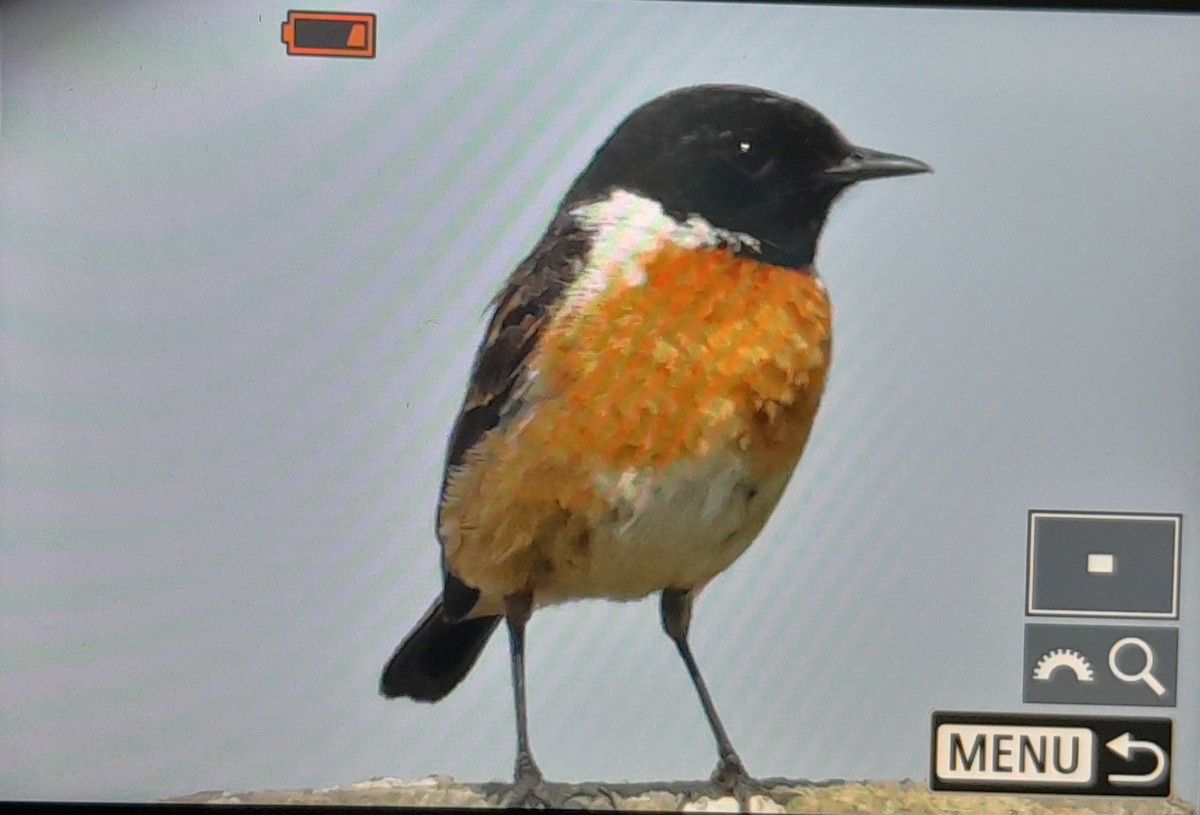 European Stonechat - ML637682389