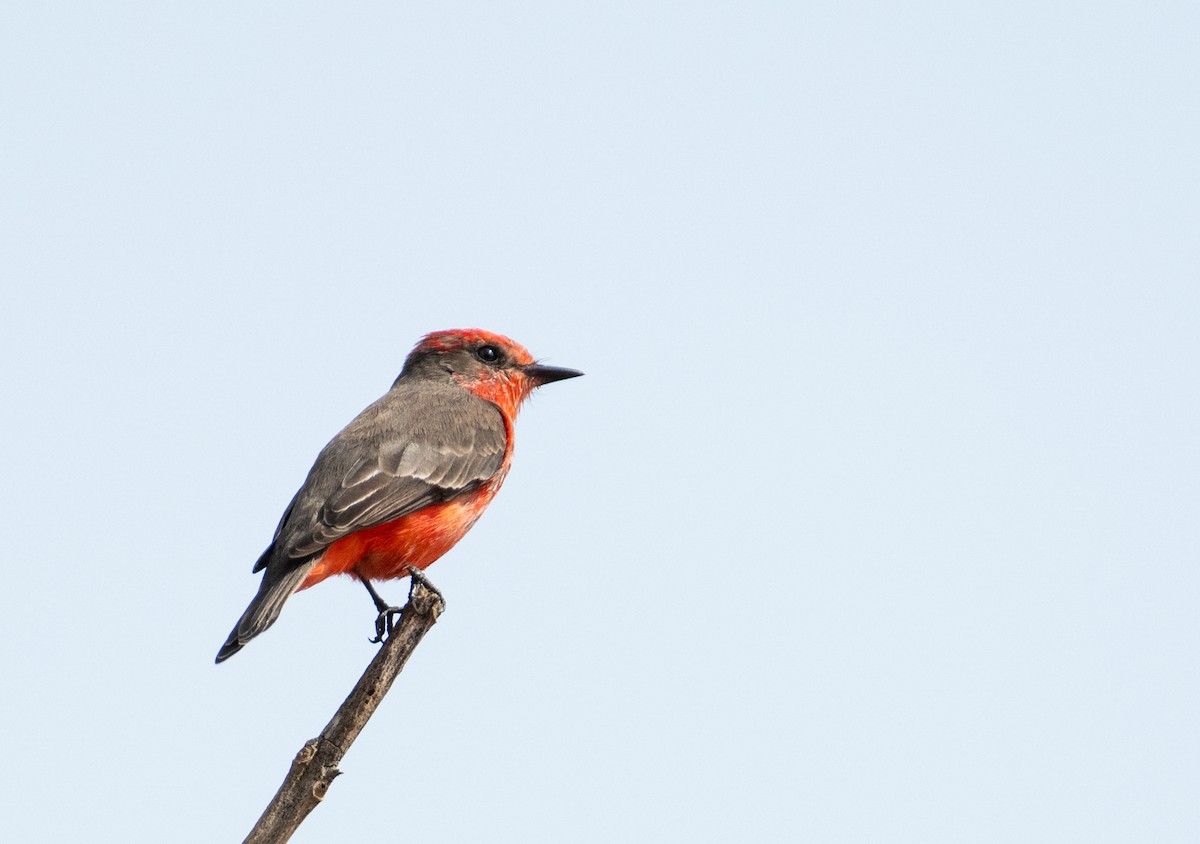 Vermilion Flycatcher - ML637682499