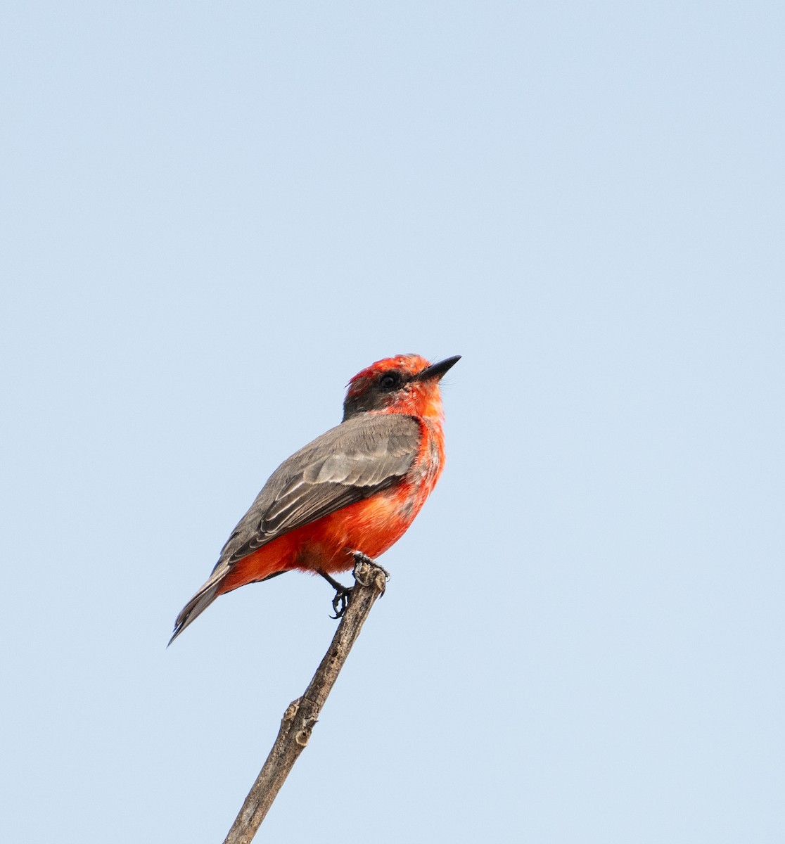 Vermilion Flycatcher - ML637682500