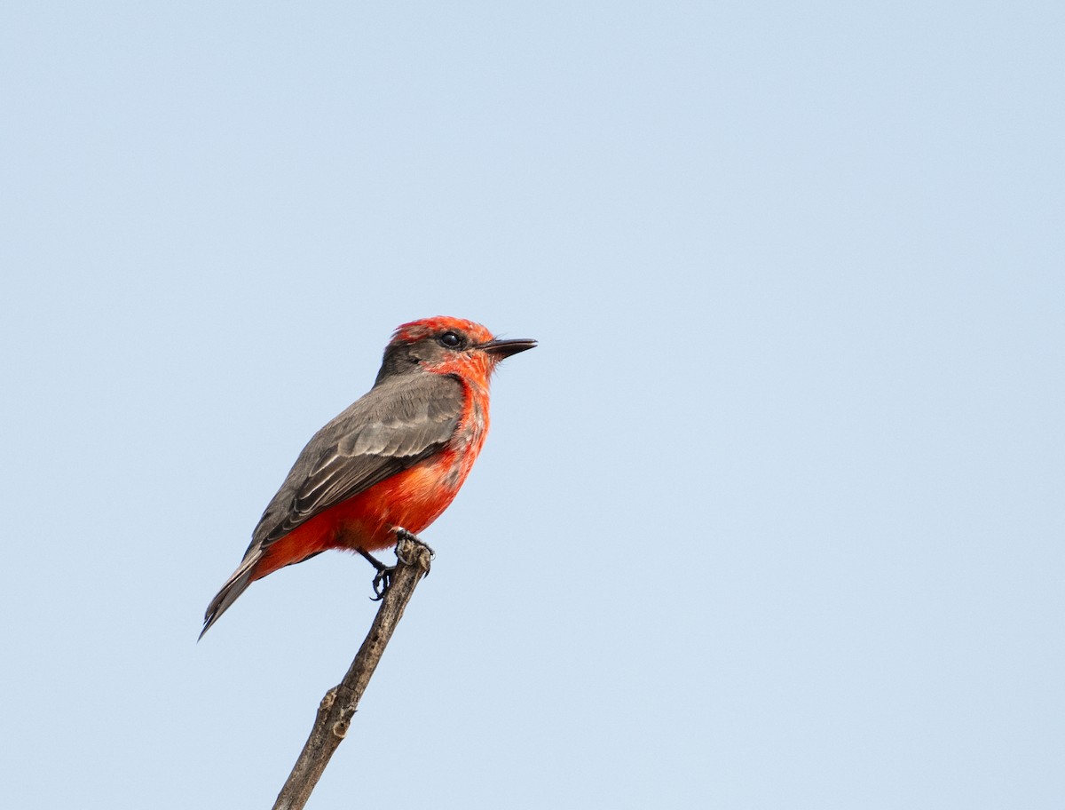 Vermilion Flycatcher - ML637682501