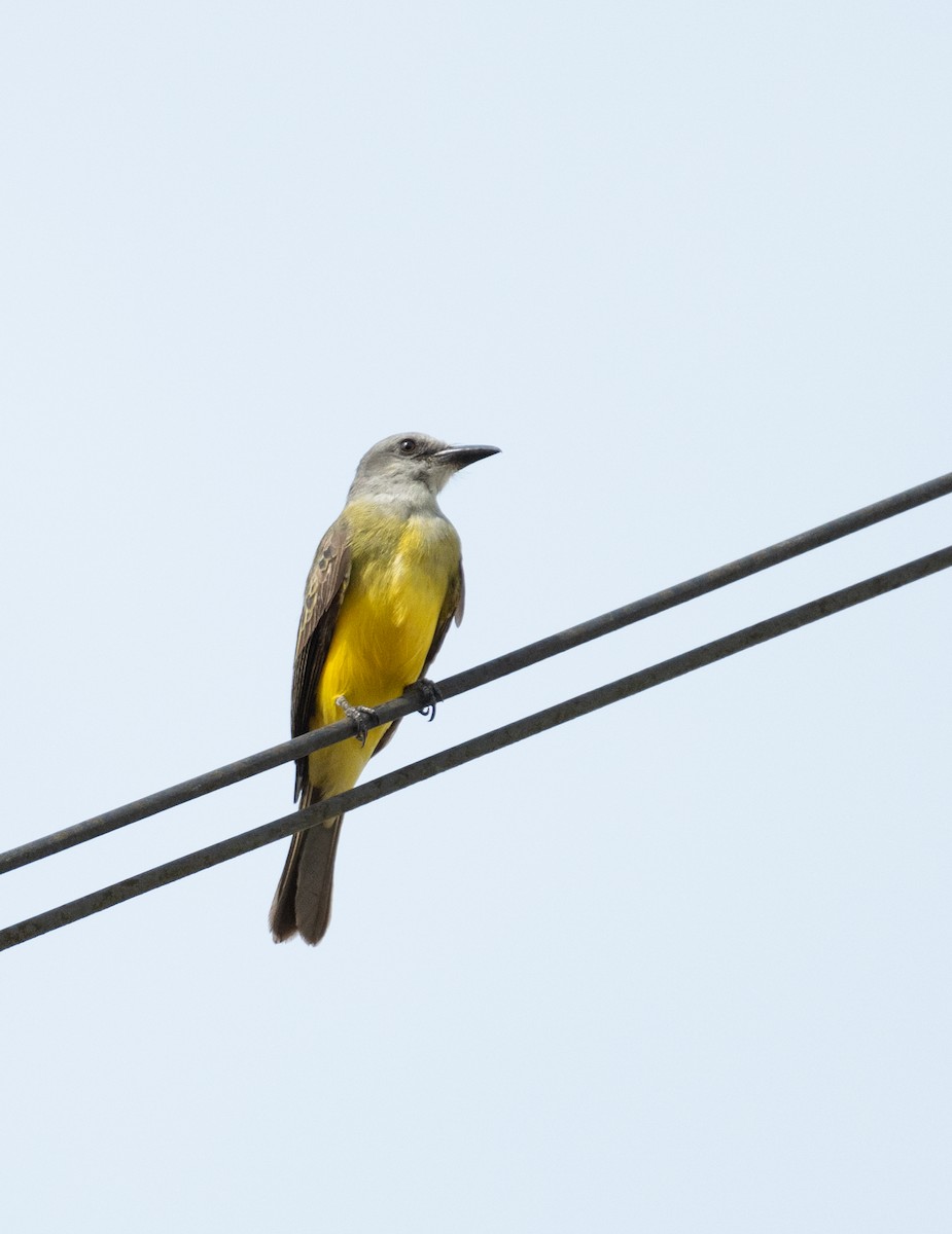 Tropical Kingbird - ML637682504