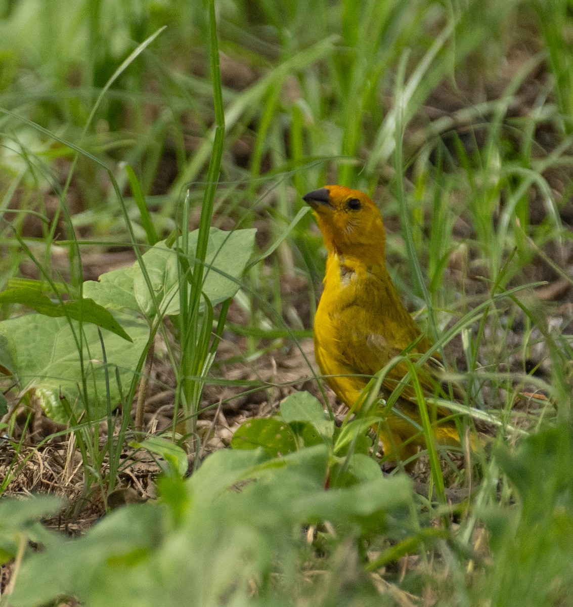Saffron Finch - ML637682507
