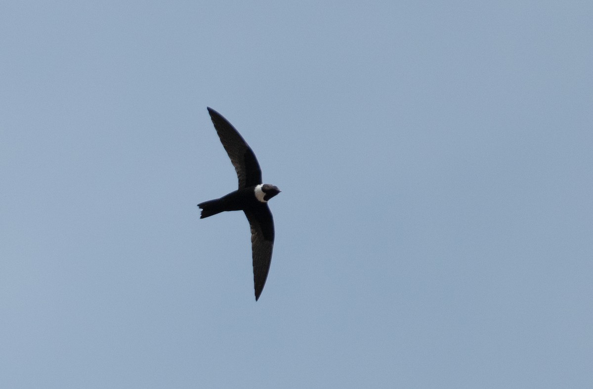 White-collared Swift - ML637682509