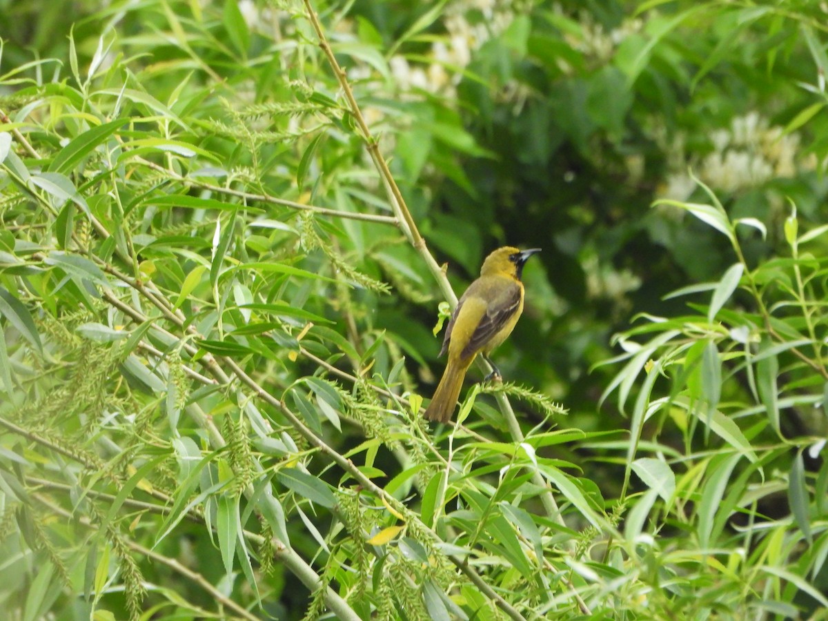 Orchard Oriole - ML637682520