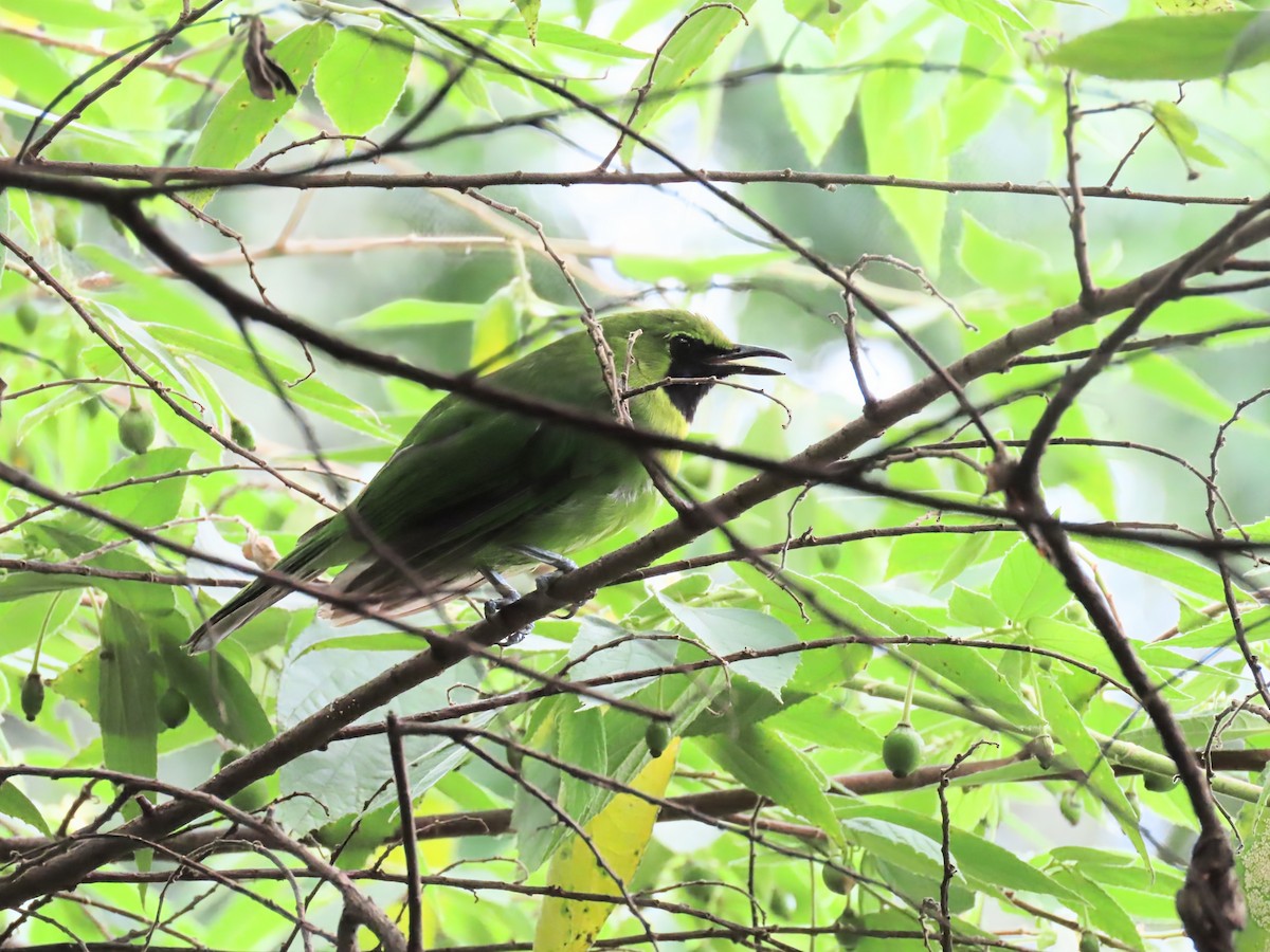 Lesser Green Leafbird - ML637682526
